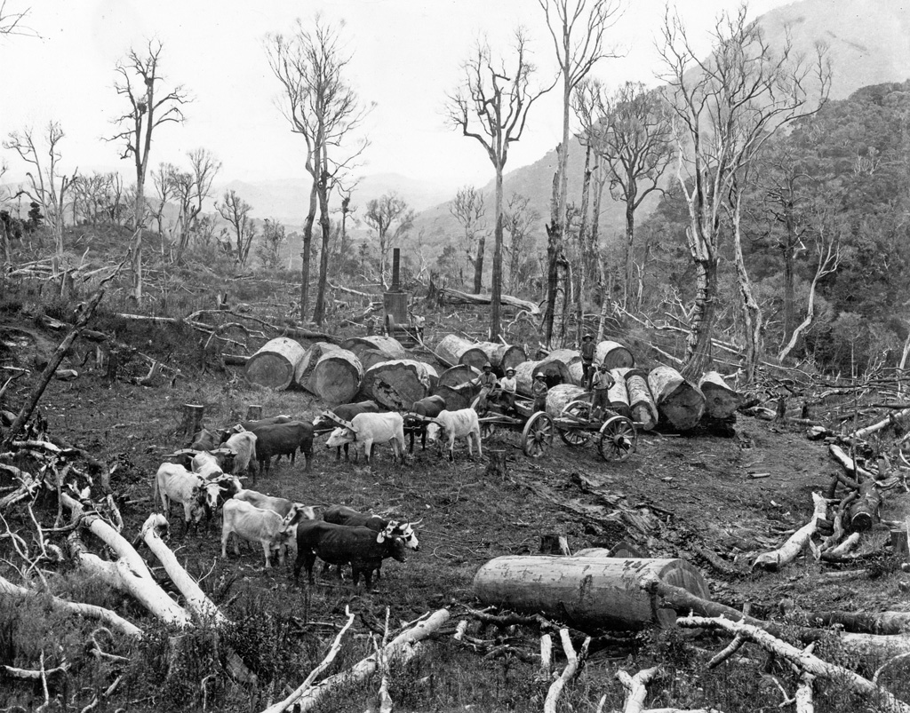 A bullock team carting kauri logs in New Zealands Kauri Forests, circa 1900