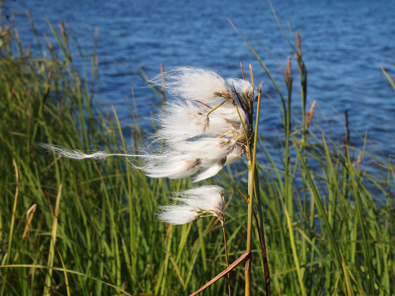 Wisps of cottongrass blows in the wind