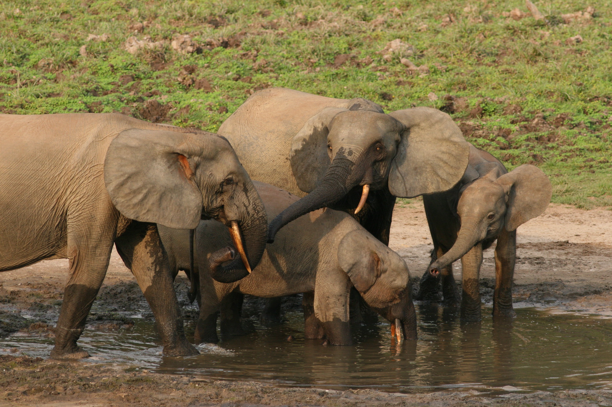 Foresst elephants