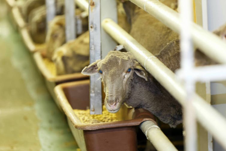 Sheep in pens.