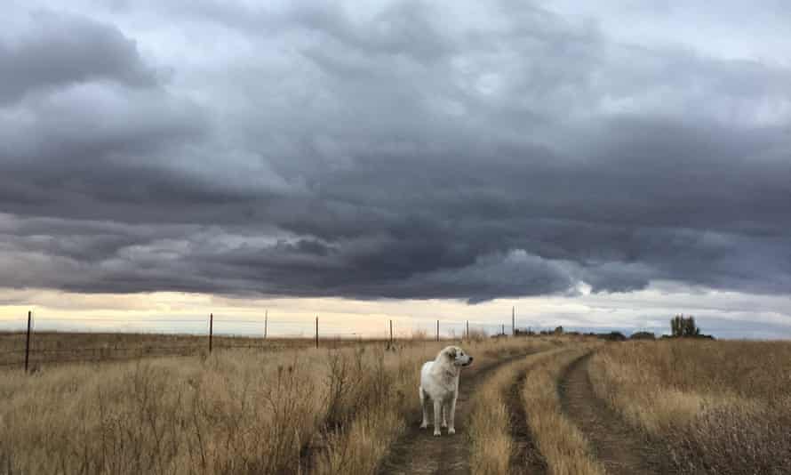 The gravel section line along the north pasture of Eliza Blue’s sheep and cattle ranch in South Dakota