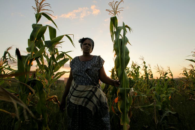 A woman stands in maize field