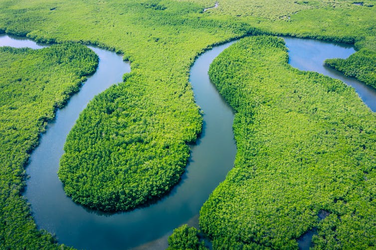 The Amazon rainforest is seen from the air.