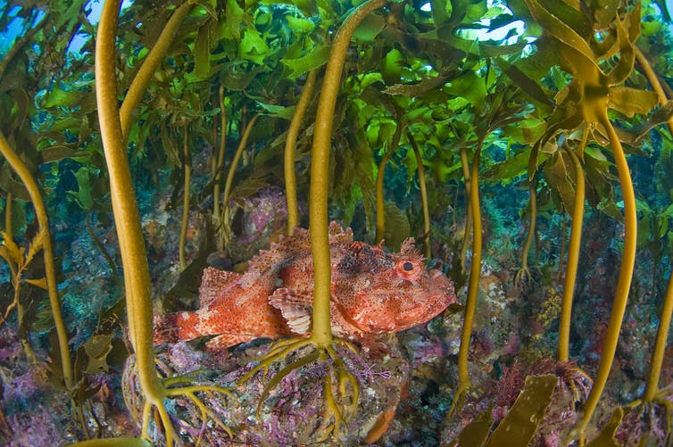 Golden kelp forest