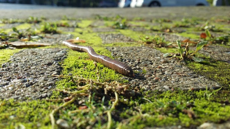 An earthworm on moss