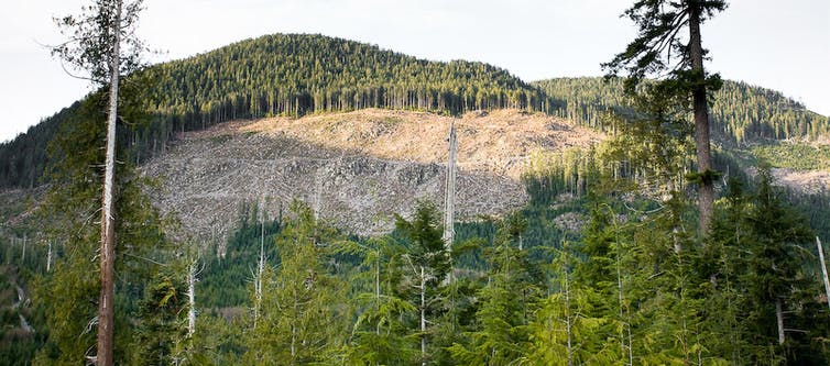 A forested hillside missing a large section of trees.