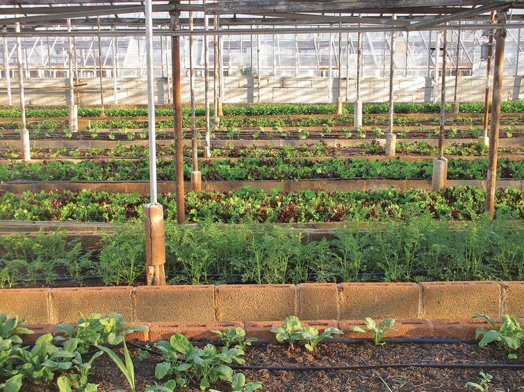 Plants grow in an urban greenhouse