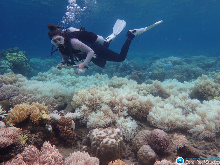 A diver looks at bleached coral