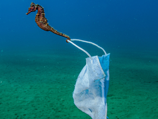 A seahorse clings to a face mask, Greece 