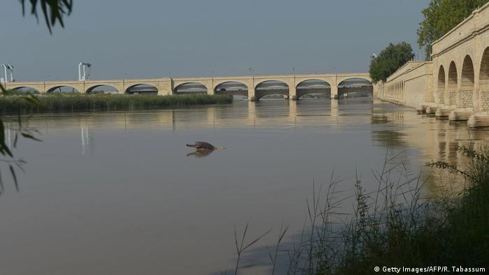 A dolphin swims along Pakistan's Indus river shared with India