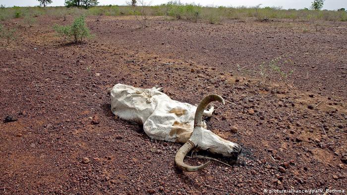 A skeleton of a bull lying on a plain on red soil