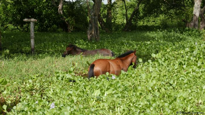 Horses eating plants in the water (DW/Juan Zacharás)