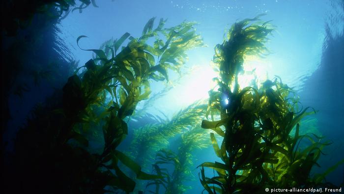 Seaweed farms 