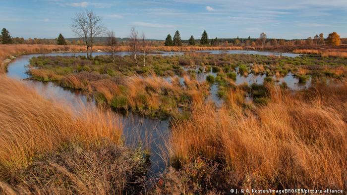 A peatland