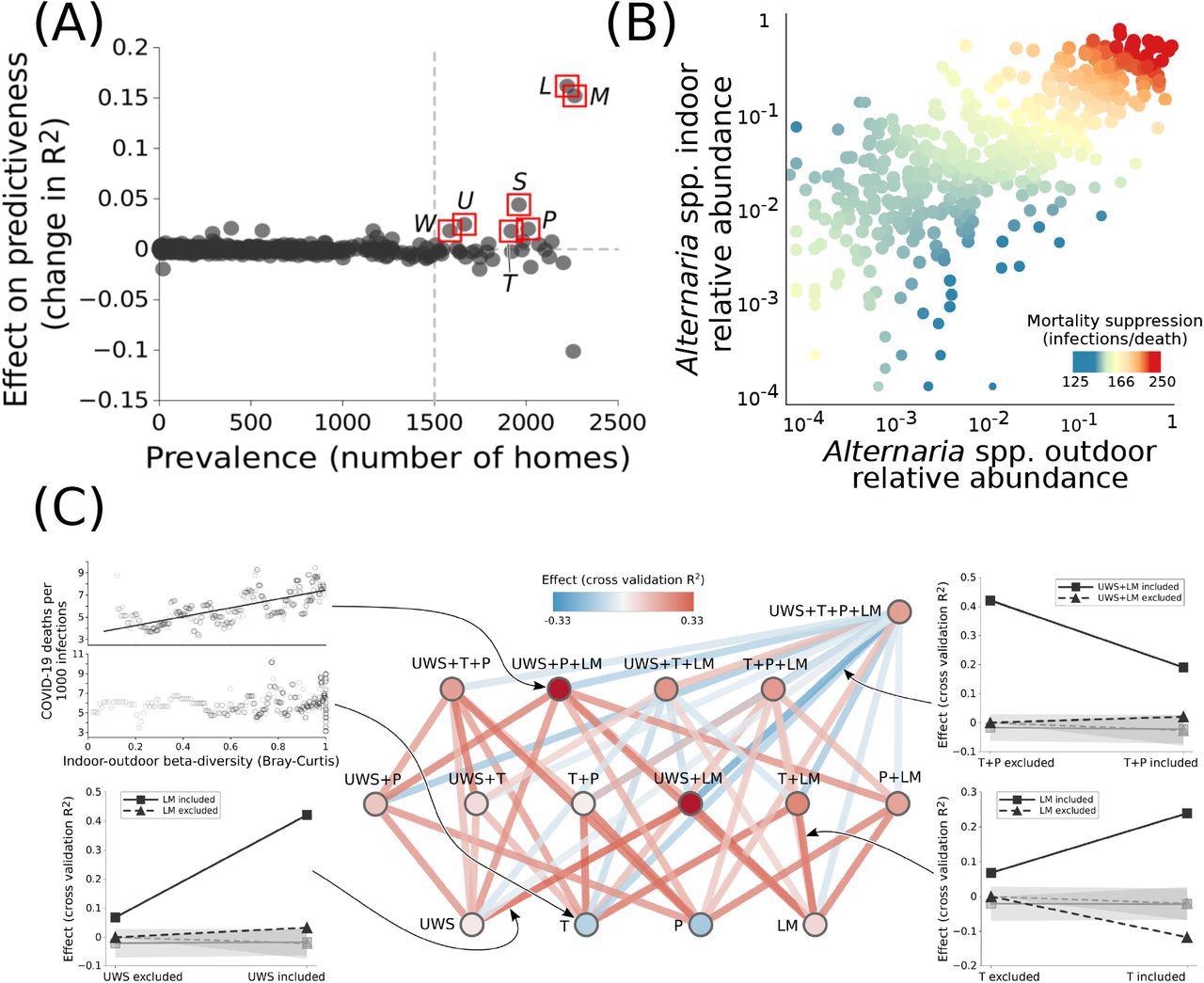 The occurrence of at least four outdoor fungal genera indoors suppresses COVID-19 mortality. (A) Seven prevalent genera significantly increase the predictiveness of indoor-outdoor fungal beta-diversity on COVID-19 mortality. Abbreviations are L: Alternaria, S : Aspergillus, P : Epicoccum, U : Eurotium, T : Toxicocladosporium, W : Wallemia, M : Mycosphaerellaceae genus. (B) For some of these genera, including Alternaria spp., high relative abundance both outdoors and indoors is necessary for suppressed COVID-19 mortality. (C) However, the full beneficial effects result from synergistic effects of multiple genera: vertices represent sets of genera (colored by predictive power), while edges represent interactions when sets of genera are considered jointly as predictors (colored by interaction strength). Genera with correlated relative abundances are grouped together (e.g., LM : Alternaria and Mycosphaerellaceae genus). The graphs around the edges show examples of predictive power and interactions; gray lines demarcate null (randomized) expectations plus or minus one standard deviation. Except for when the full set of genera is considered (top right vertex), super-additive effects dominate, pointing to synergistic effects.