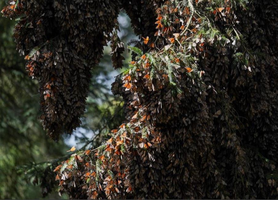 Monarch butterflies rest on a tree after migrating to Mexicos El Rosario sanctuary.