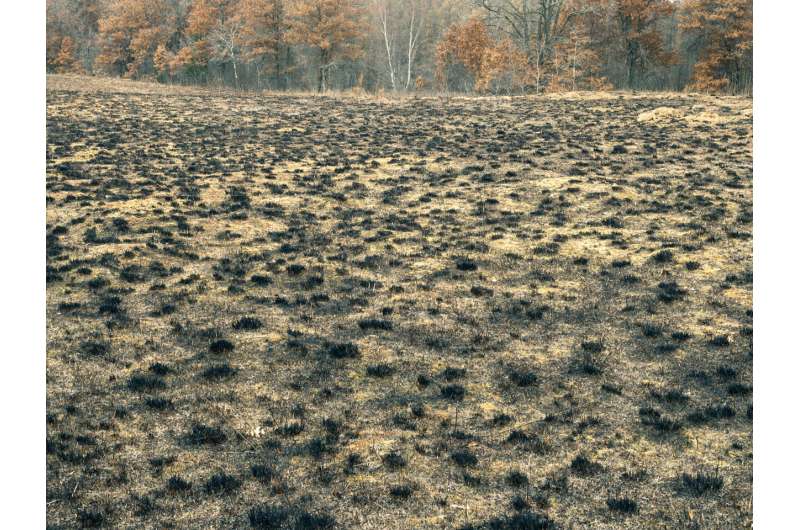 Landscape after a prescribed burn. Credit: Adam Pellegrini Controlled burning of natural environments could help offset our carbon emissions