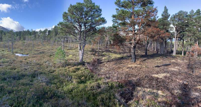 Fire gradient visible after prescribed burn on peatland. Credit: Adam Pellegrini Controlled burning of natural environments could help offset our carbon emissions