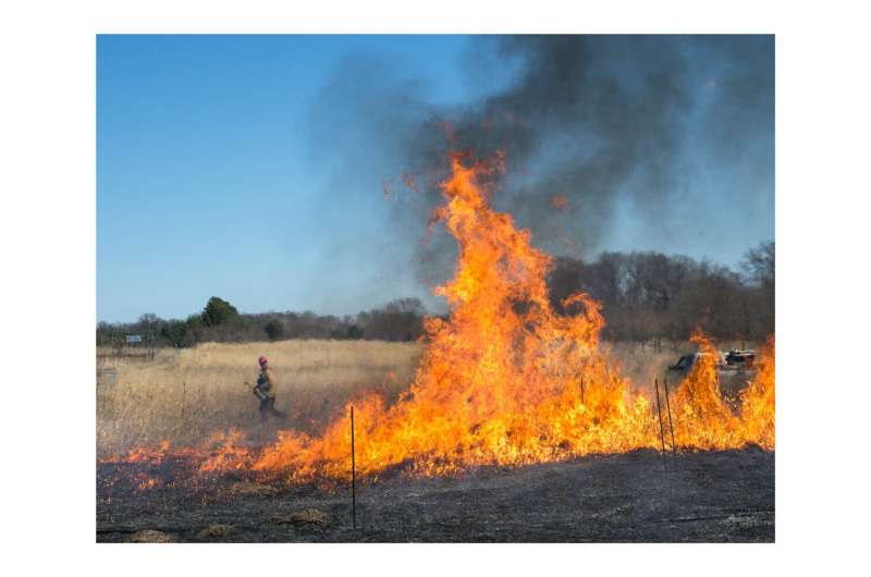 Prescribed burn of grassland. Credit: Adam Pellegrini Controlled burning of natural environments could help offset our carbon emissions