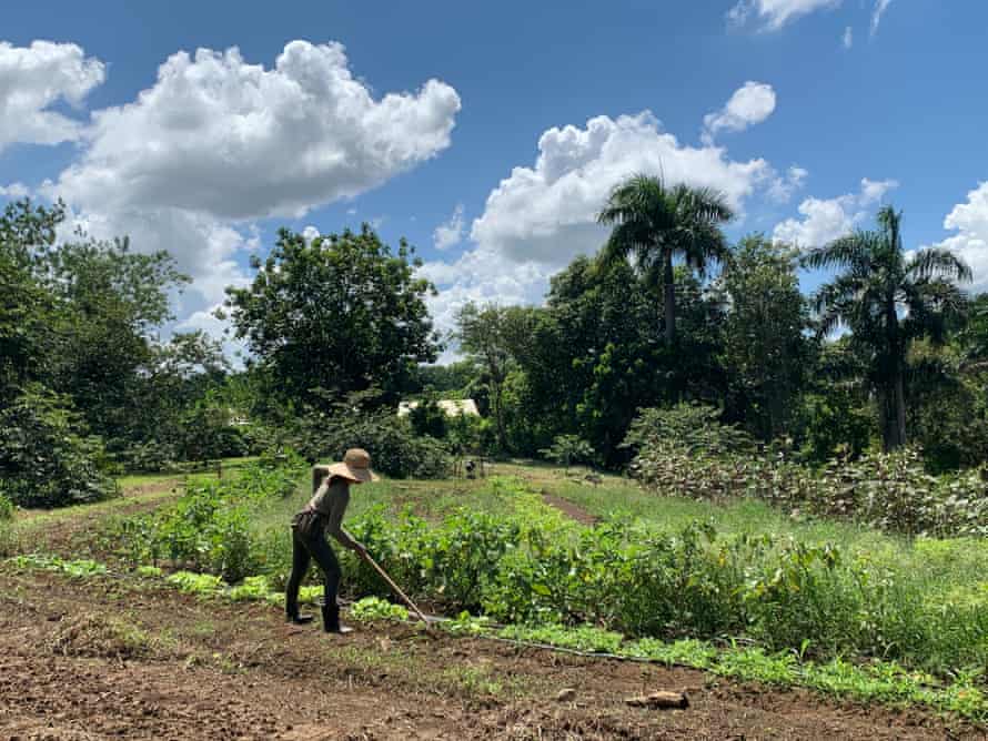 A farmer uses a hoe in a field under a bright blue sky.