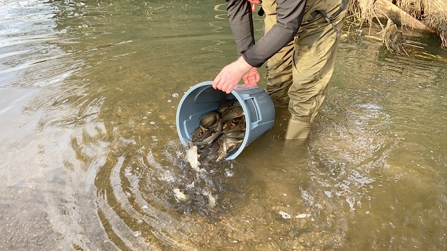 Fish restocking