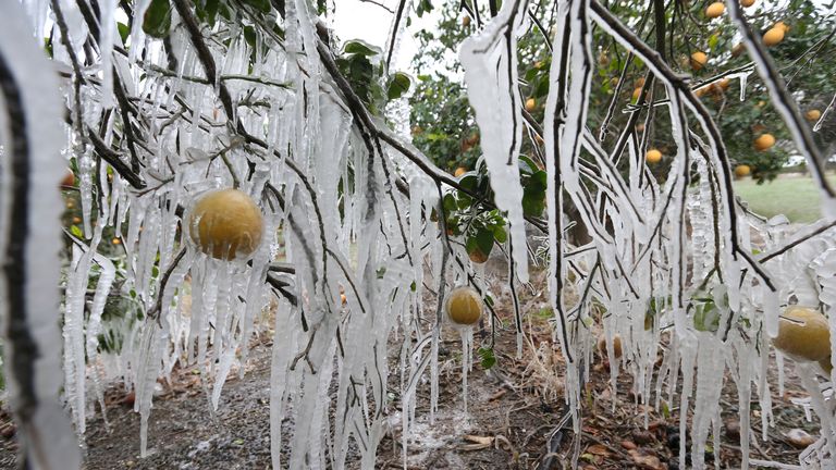 Icicles form on a citrus tree from a sprinkler system used to protect the trees from the freezing temperatures on Monday, Feb.15,2021 in Edinburg, Texas.(Delcia Lopez/The Monitor via AP).