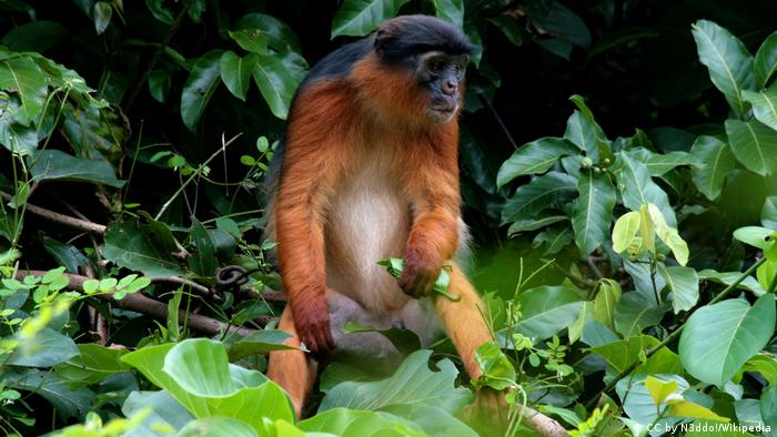 Bouvier's Red Colobus