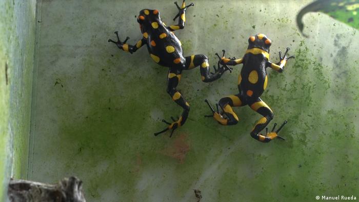 Two Variable Harlequin Frogs