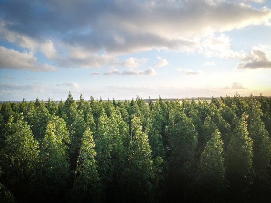 A forest of pine trees