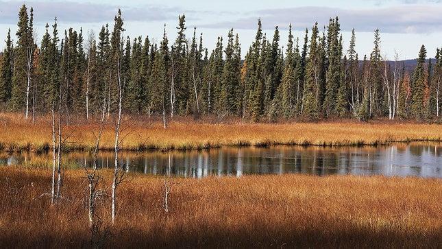 Alaskan landscape in Fairbanks.