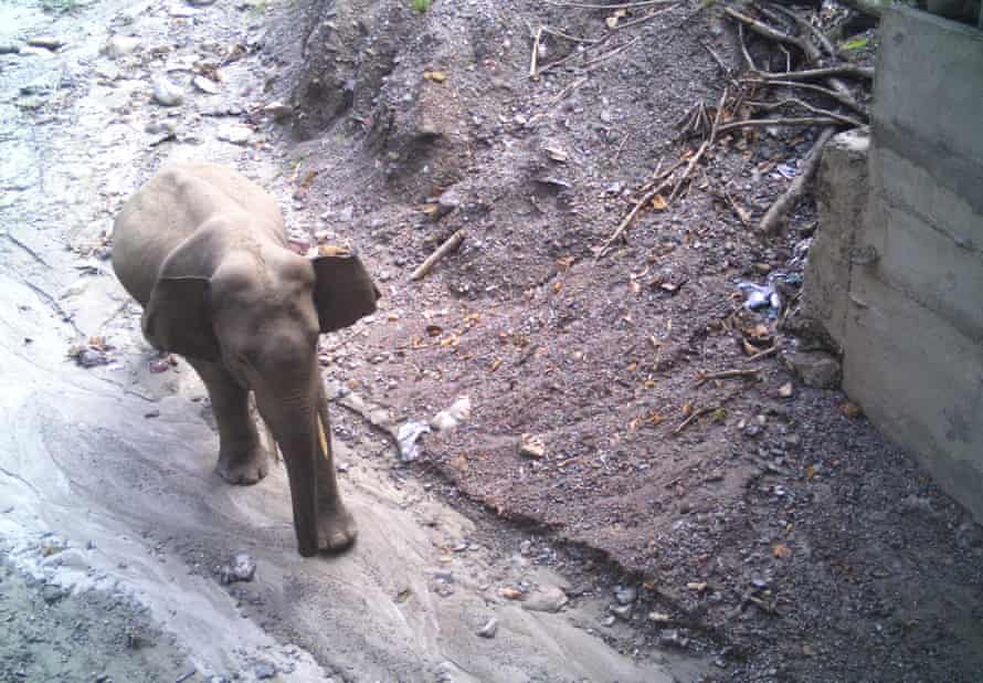 Wildlife underpass for elephants on the NH2 road, Bhutan
