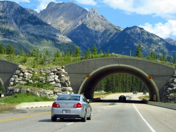 Examples of Trans-Canada Highway wildlife bridges