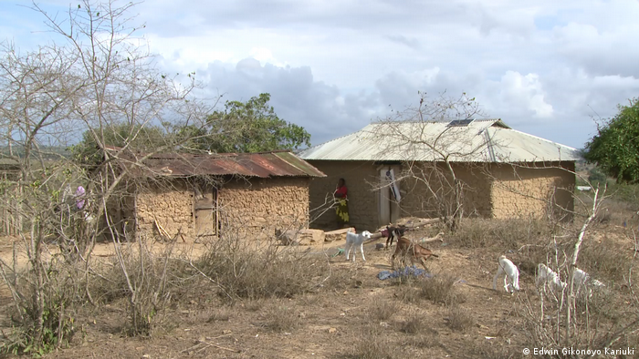 Cattle in Kenya