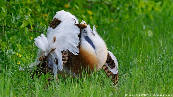 A great bustard in Brandenburg, Germany