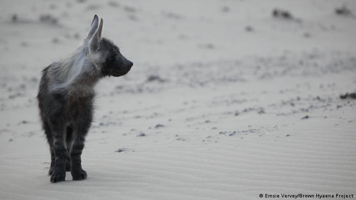 A brown hyena stands in a sandy desert landscape on Namibia's Skeleton Coast