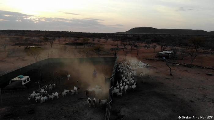 Goats is herded out to graze on Namibia's Skeleton Coast 