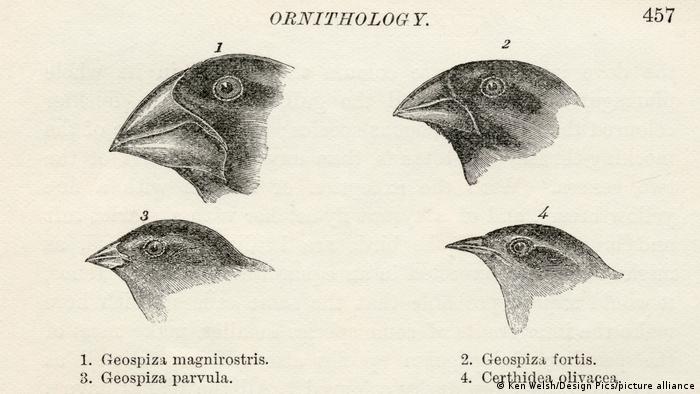Drawings of finch beaks by Charles Darwin