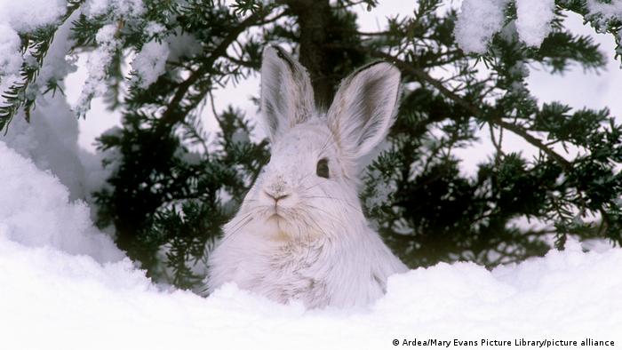 A snowshoe hare peers out from under a tree 