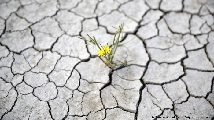 A single flower pushed through cracked, dry ground