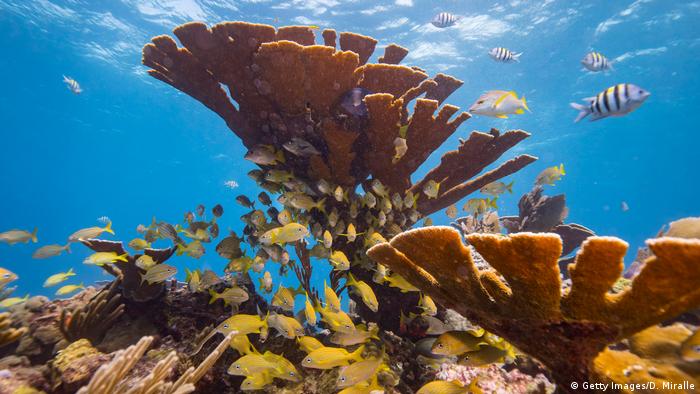 Colorful fish swim in coral reef.