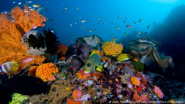 Colorful coral reef with fish