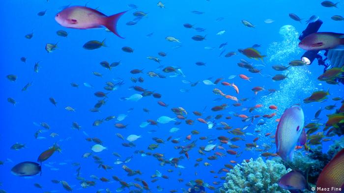 Coral reef, Gulf of Aqaba, Red Sea