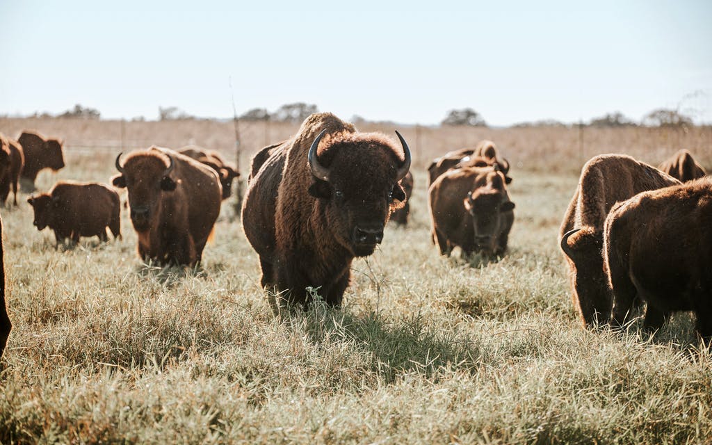 Regenerative Ranching