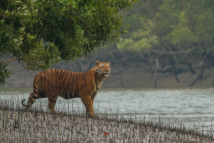 Since the shutdown, many forest rangers have spotted tigers at the Sundarbans. Photo: Collected