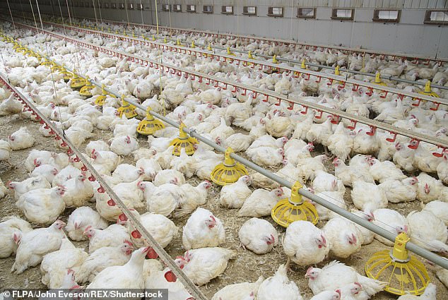 The leaking of excessive amounts of nutrients like nitrogen and phosphorus from chicken farms (like that pictured)  via sources like the birds faeces and urine  can cause algae in waterways to flourish in response, forming a thick, suffocating layer at the surface