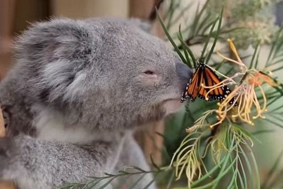 Weak environmental protection laws leave koalas stranded