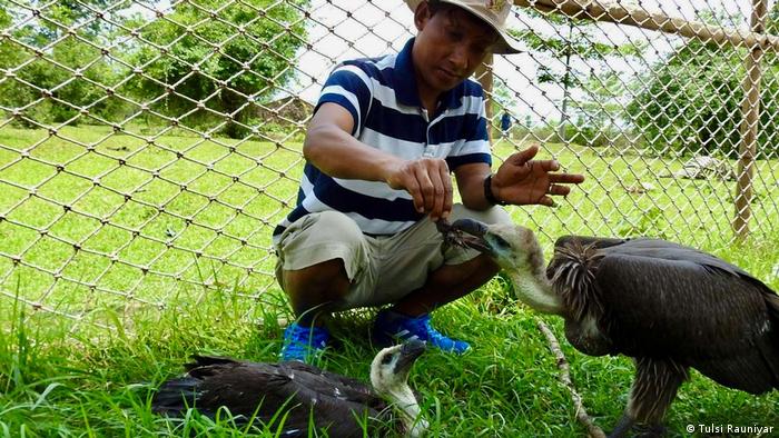 Dhan Bahadur Chaudhary feeds a vulture at the Chitwan vulture restaurant, Nepal