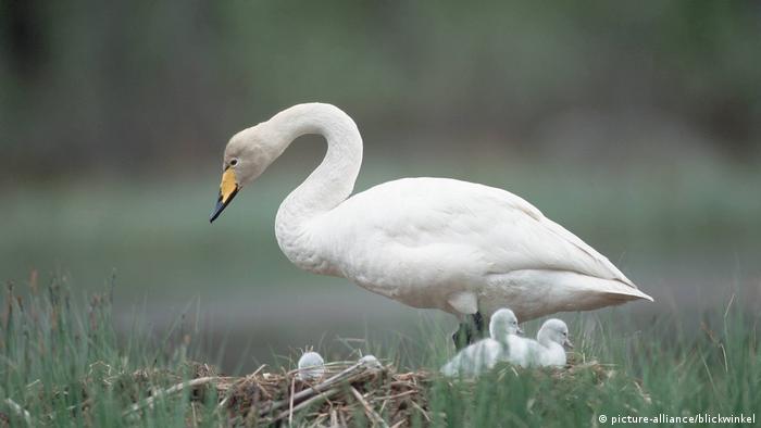 Whooper swan with cygnets