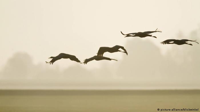 Common cranes flying