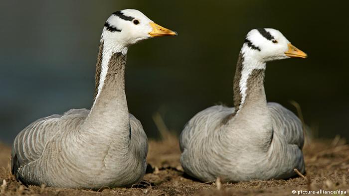 Two Bar-headed geese